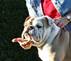 Description: Description: Description: Description: Description: Description: Description: Description: Description: Description: Description: Description: Description: http://www.kamibulldogs.com/index_files/image003.jpg